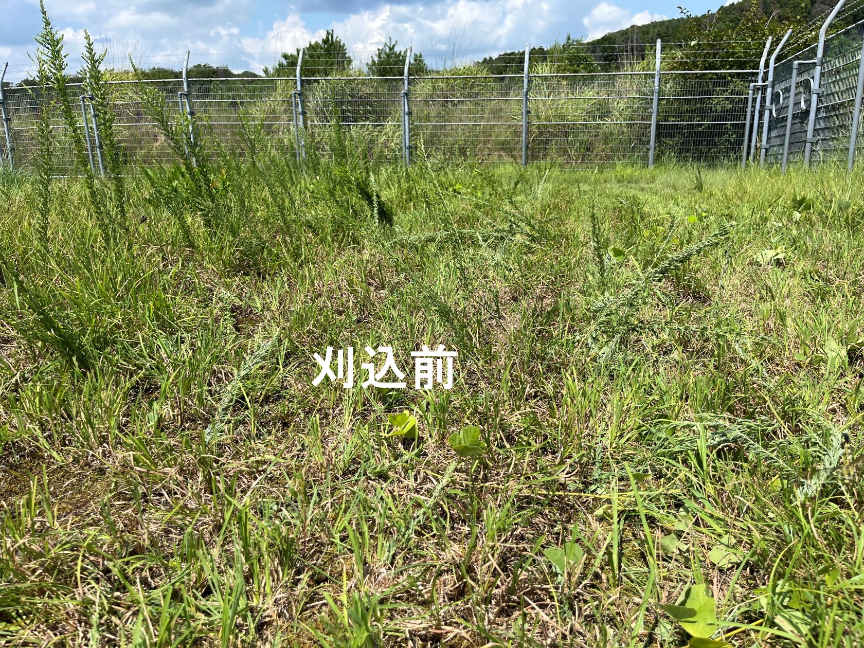 M1　刈込作業前の状態