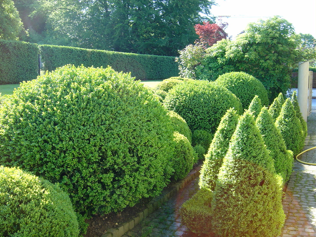 Buxus geschnitten,
