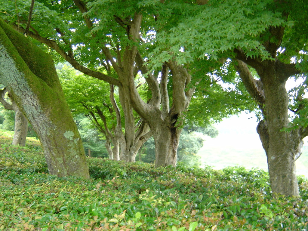 Japanische Gärten, Eberhard Gartenbau AG Kloten