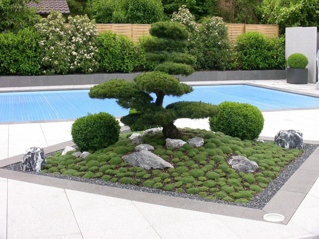 Bonsai, Taxus baccata mit Thymian, Eberhard_Gartenbau_Kloten