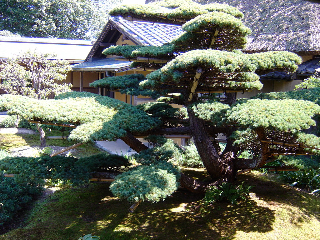 Japanische Gärten, Eberhard Gartenbau AG Kloten