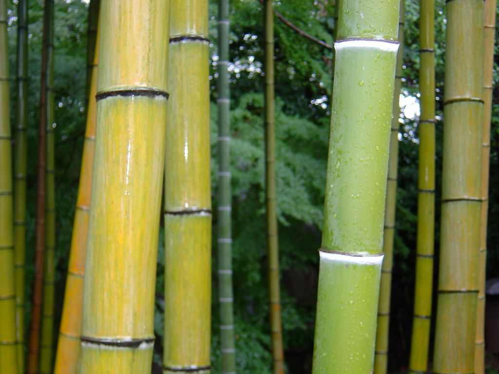 Japanische Gärten, Eberhard Gartenbau AG Kloten