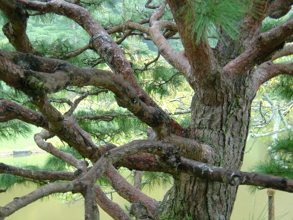 Japanische Gärten, Eberhard Gartenbau AG Kloten