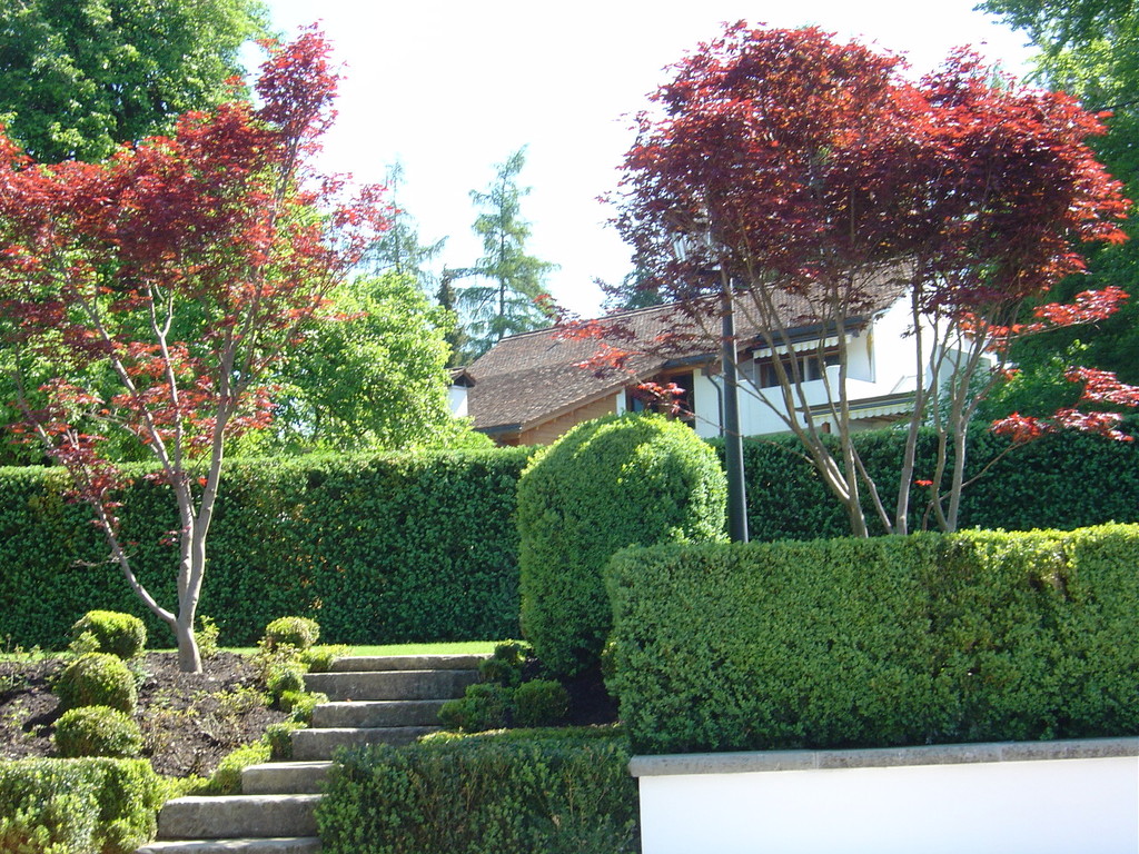 Eberhard_Gartenbau_Kloten, Ahorn, Buchsen, Sandsteintreppe