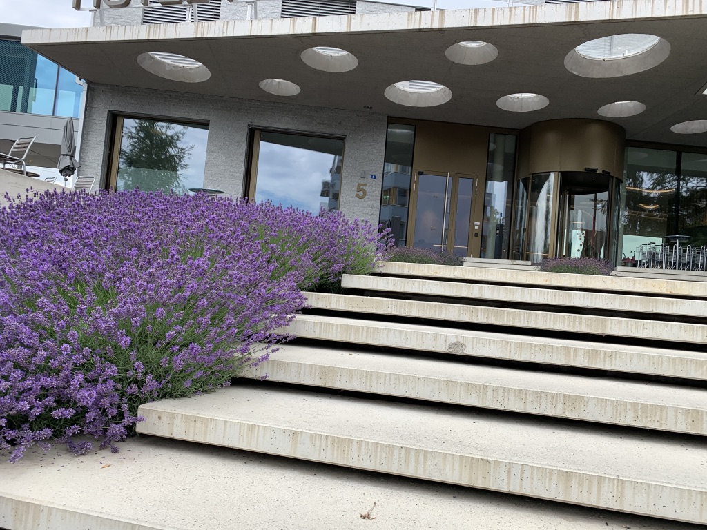 Eberhard Gartebau AG, Kloten, Treppenaufgang mit Lavendel 