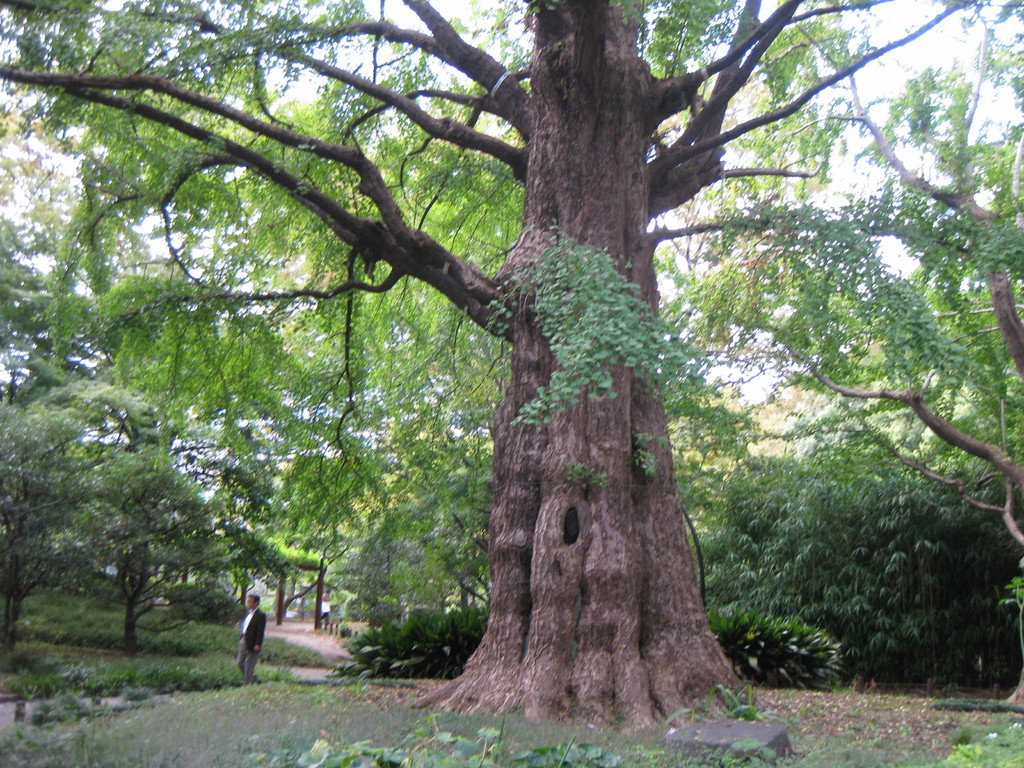 Ginko Baum ist über 400 Jahre alt