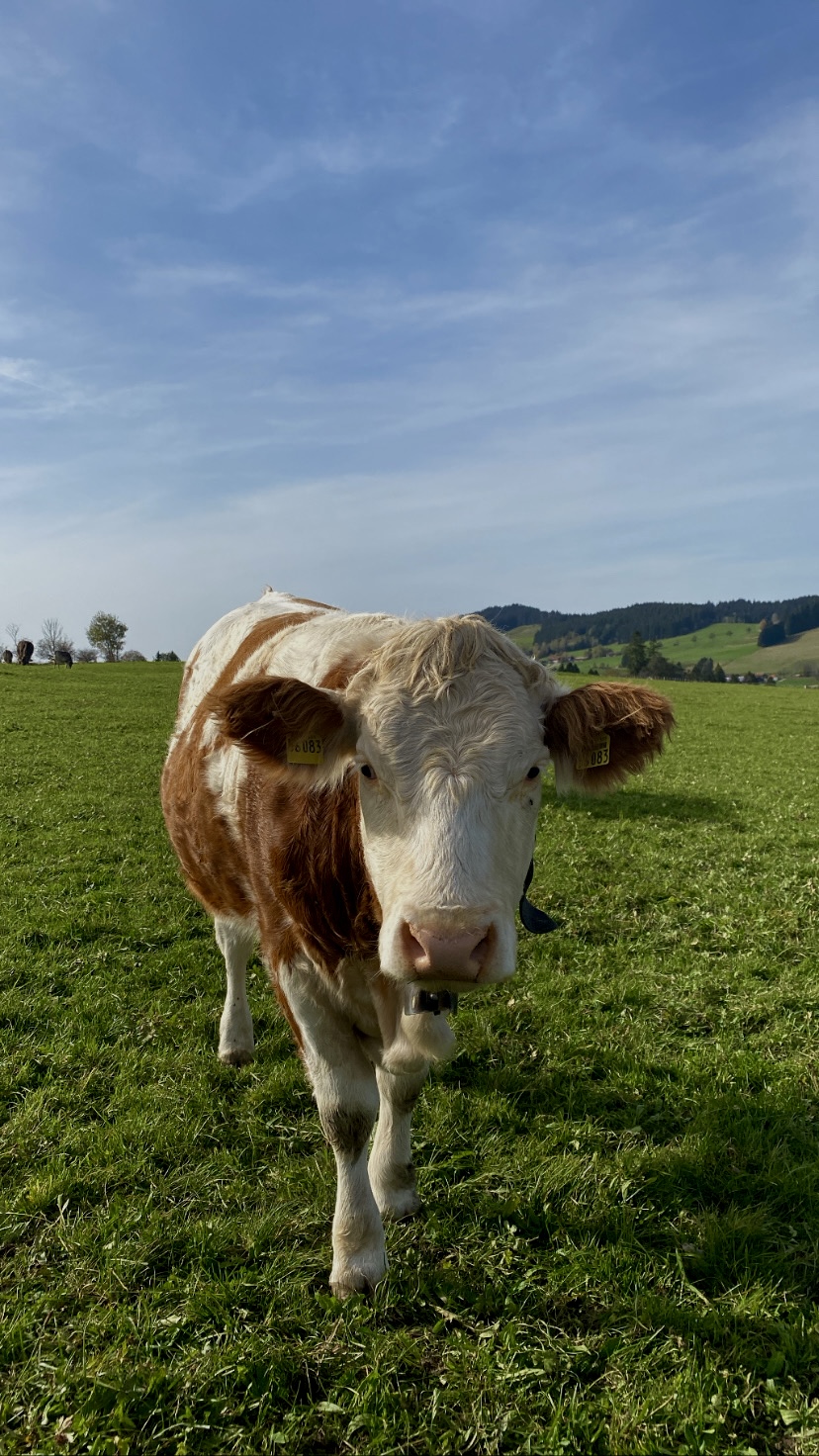 Brown swiss