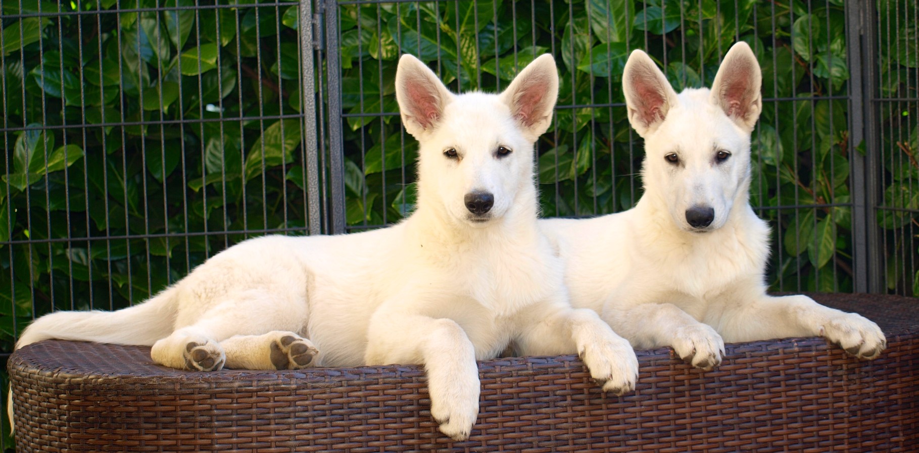 13,5 Wochen mit Schwester Ava