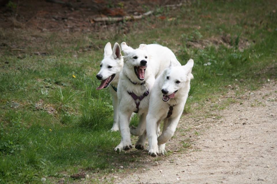 Akira, Aiyana, Milow