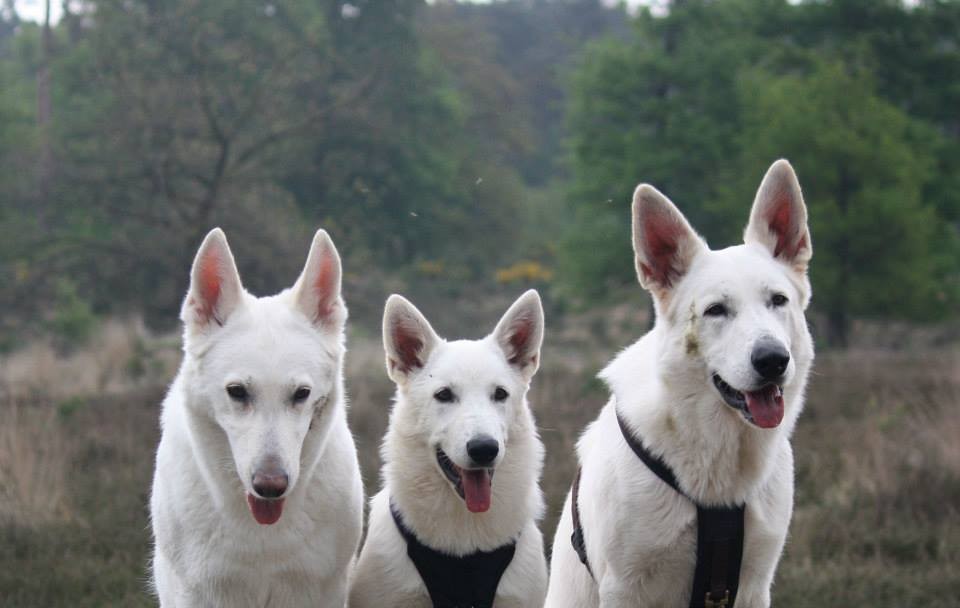 Gaia, Milka, Luigi - die Fotoprofis