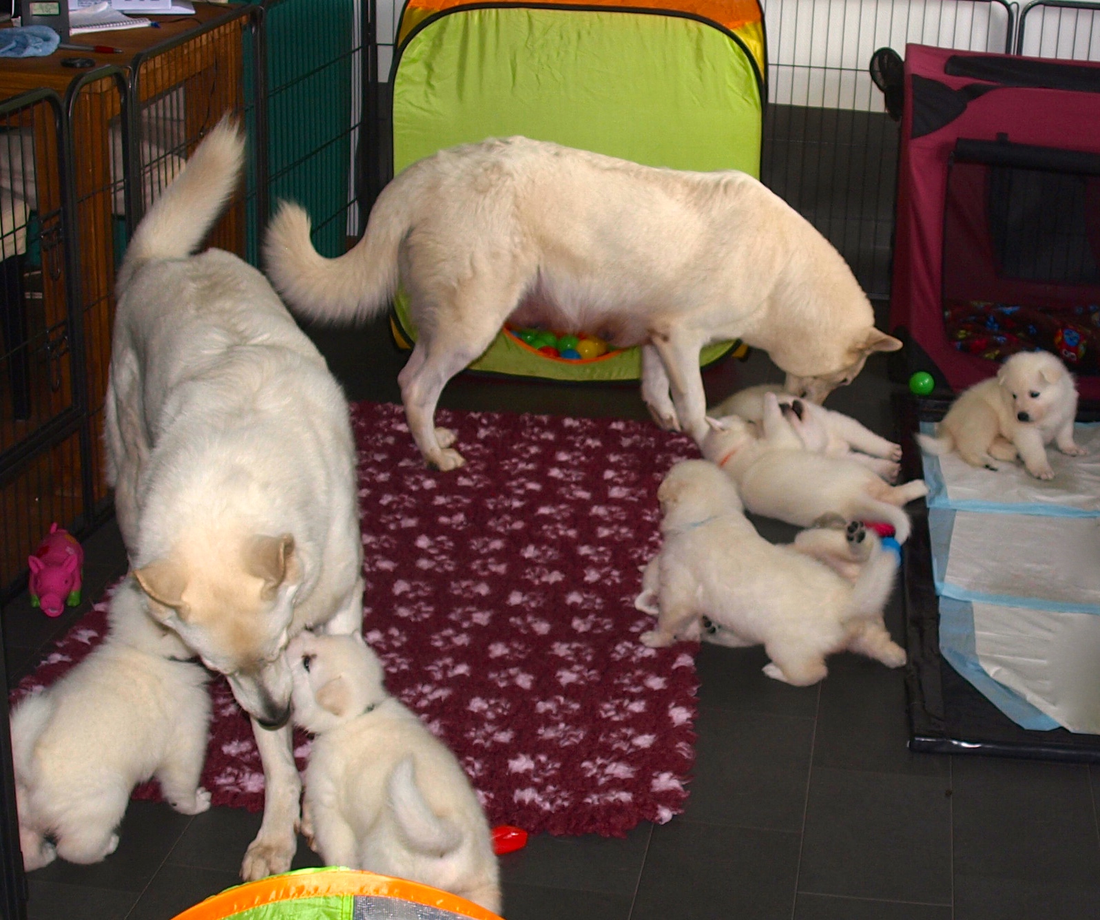 Oma, Mama und die SchokoBons
