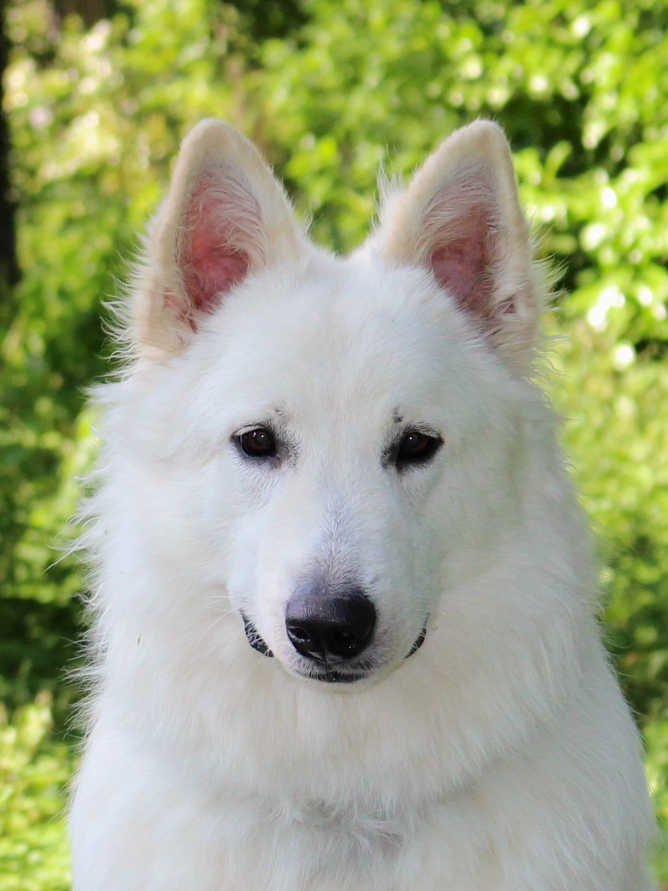 PRINCE