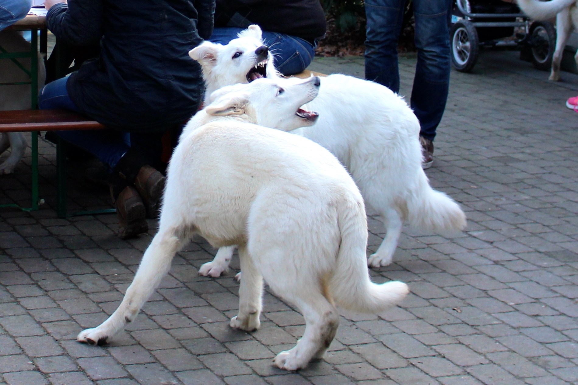 Flaco und Prince, die 2.