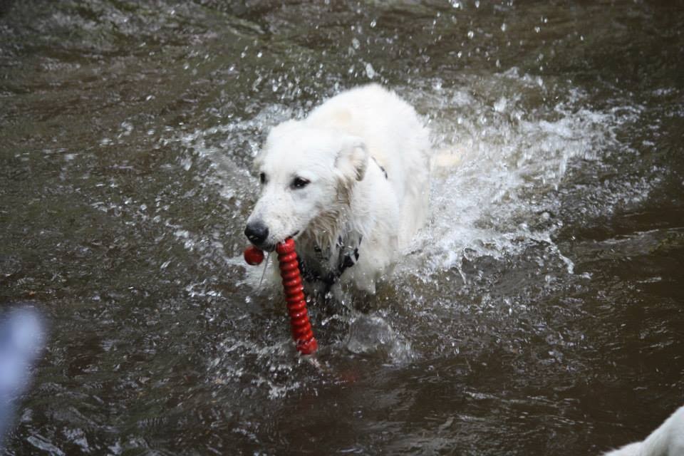 Aiyana apportiert aus dem Wasser