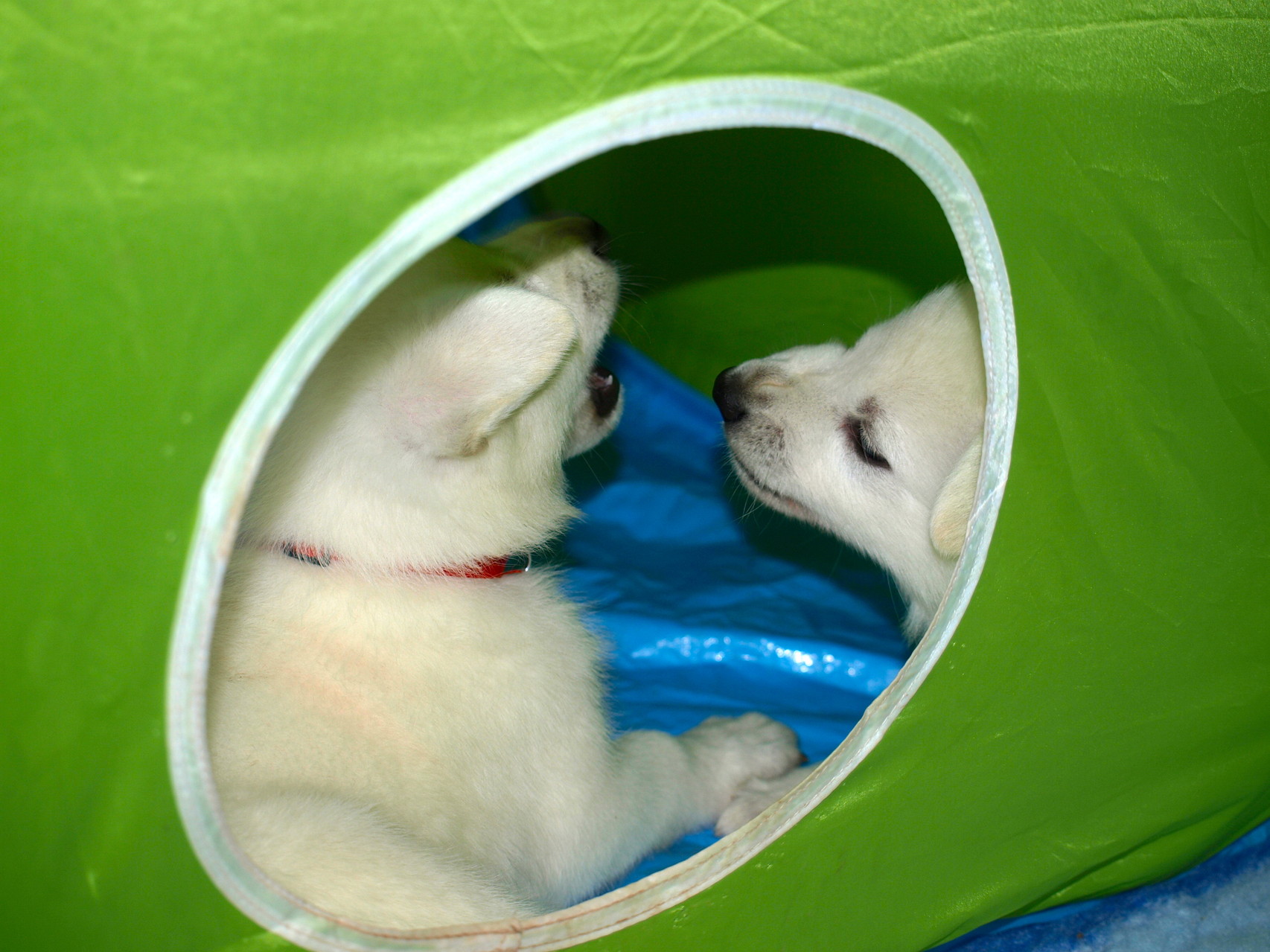 gefährliche Hunde