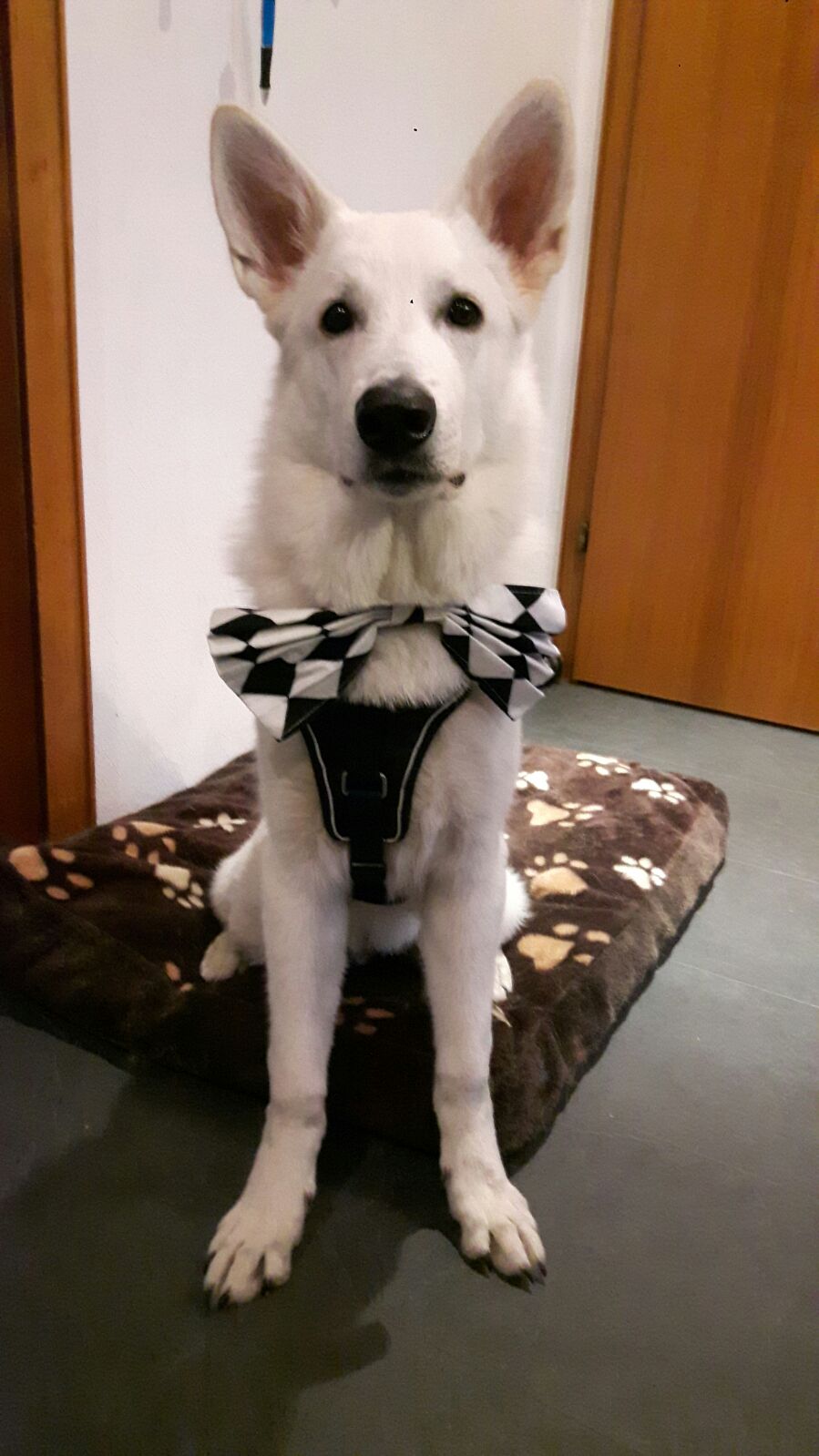Nikan feiert Karneval