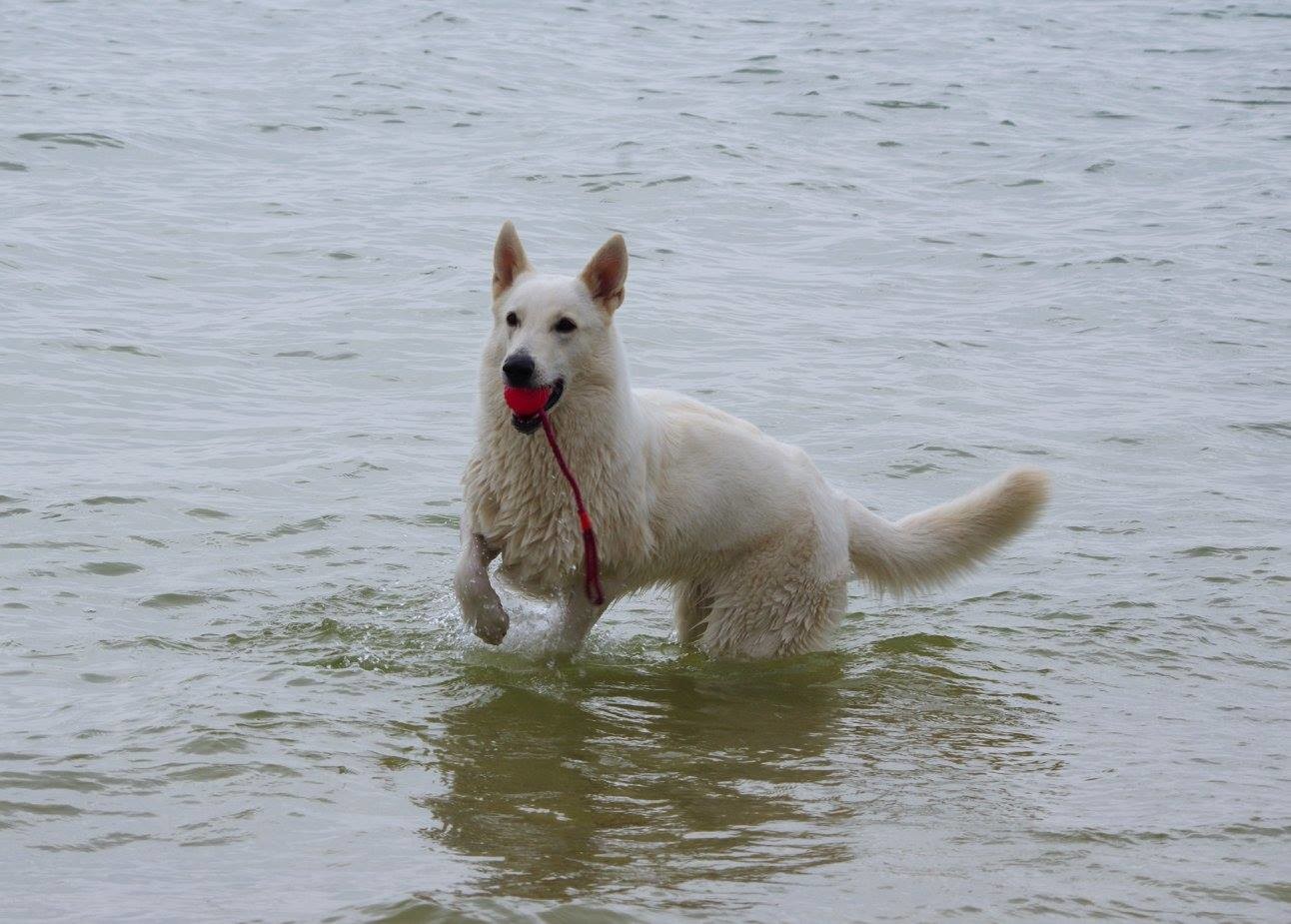 Milka im Wasser