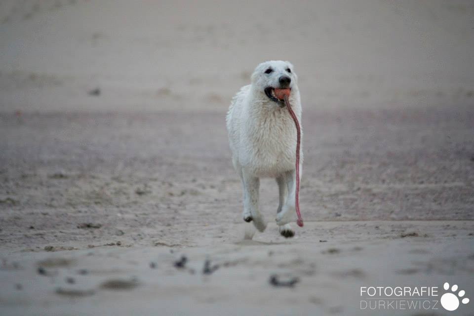 Kein-Ohr-Hund