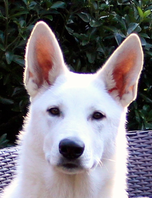 Buddy