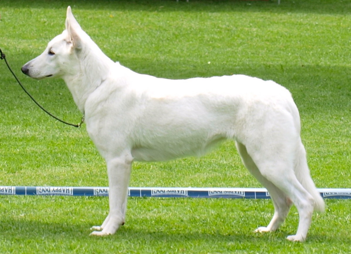 Arjuna im Ring
