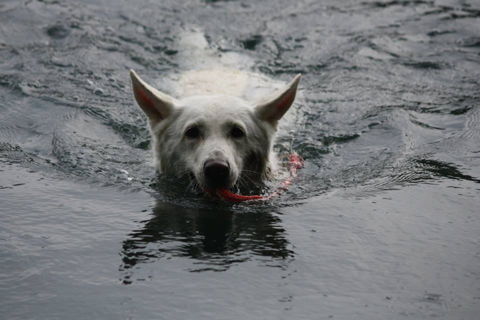 Gaia zeigt den Kleinen, wie man aus dem Wasser apportiert