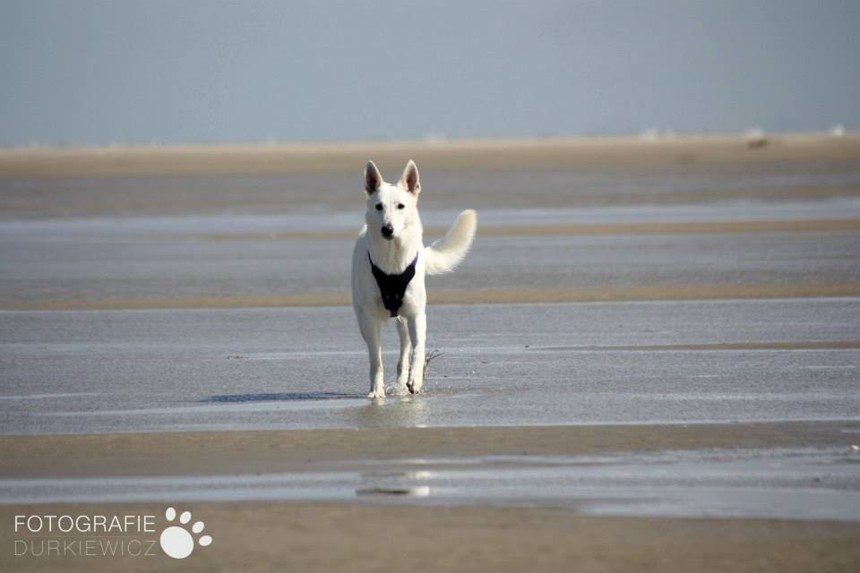 einsamer Wolf