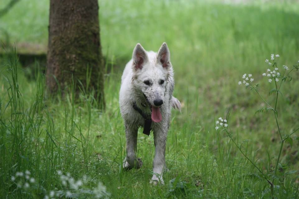 Aiyana, der kleine Wolf