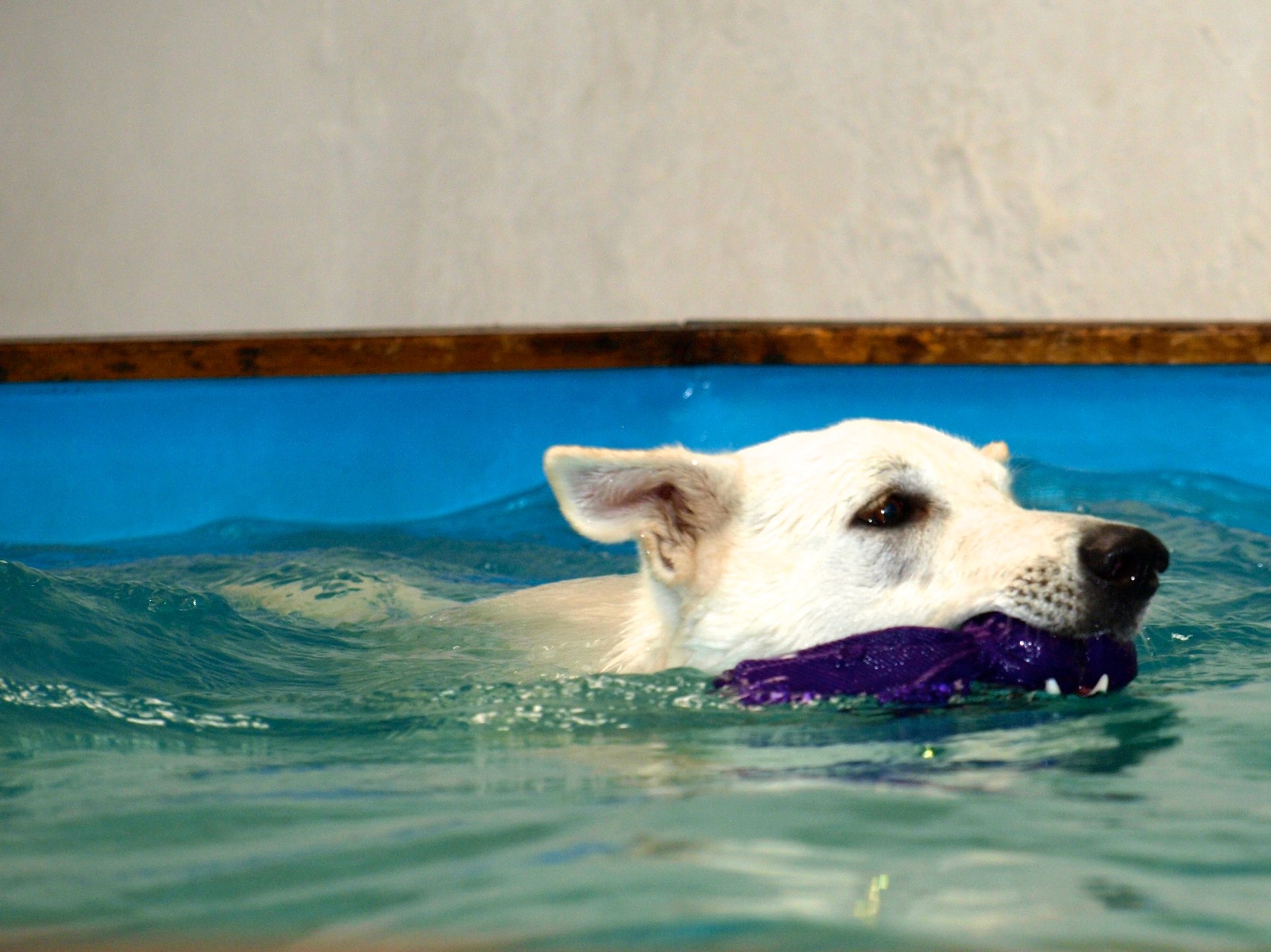 Schwimmen mit dem Kong Wubba (natürlich in lila ;-) )