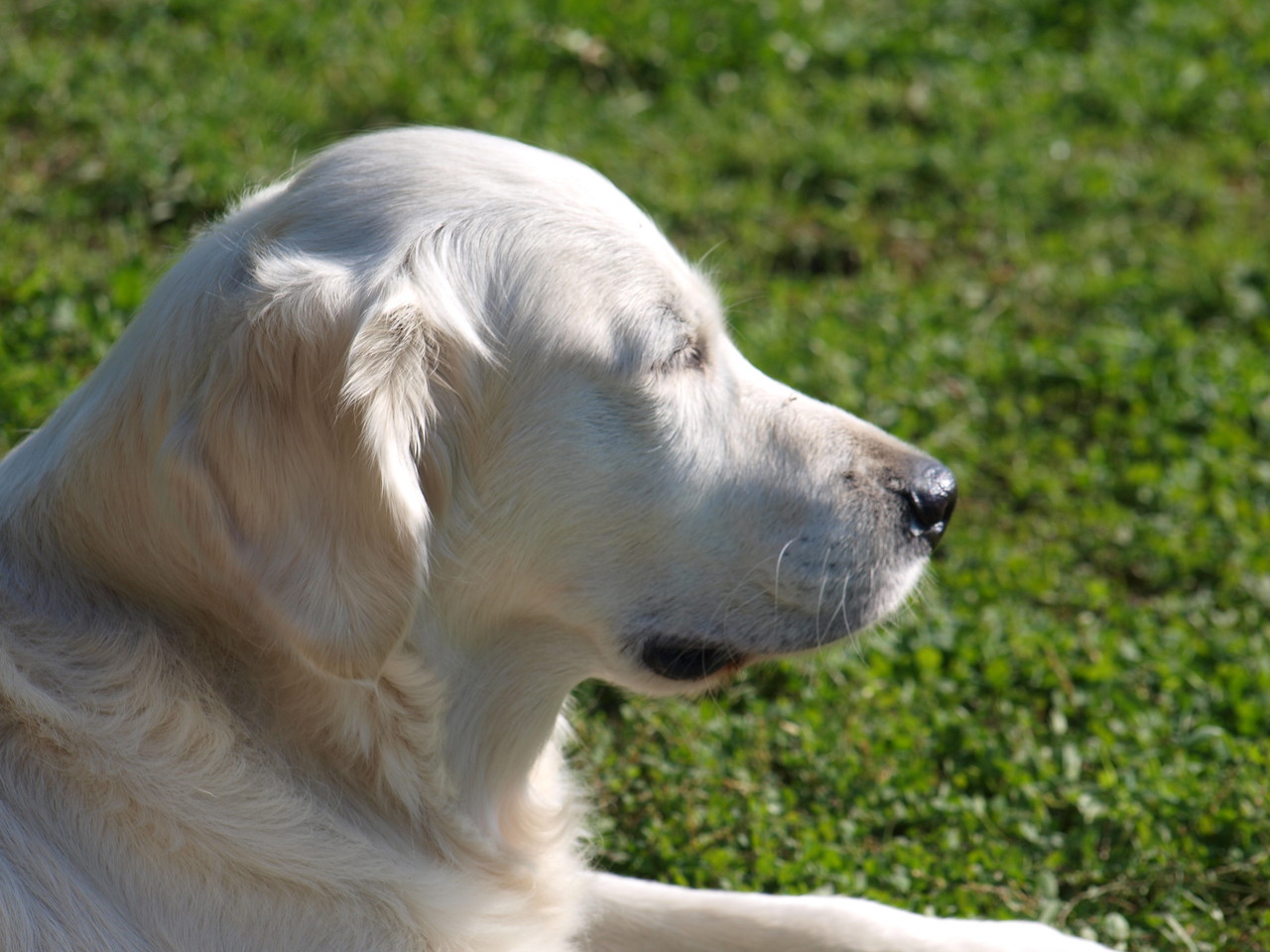 Lotta genießt die Sonne