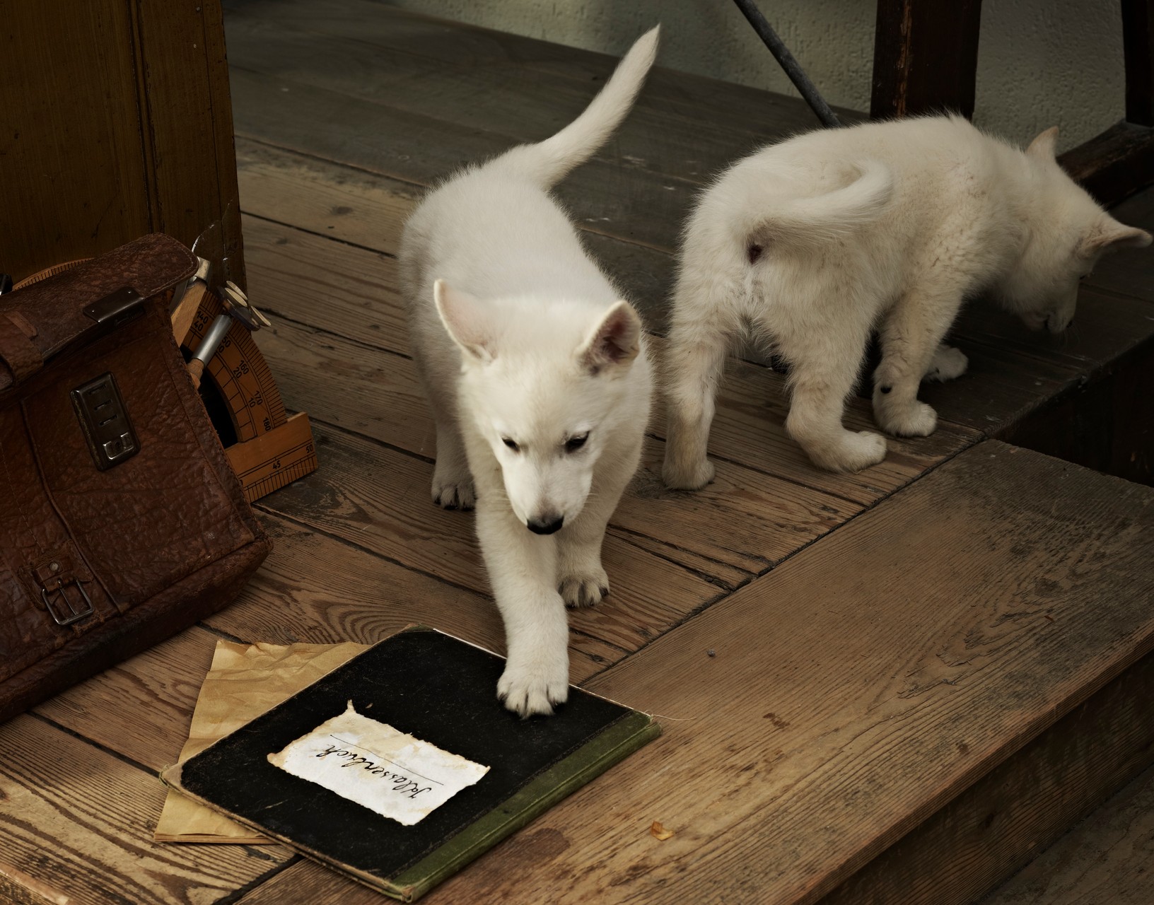 Milka und Milow untersuchen das Set