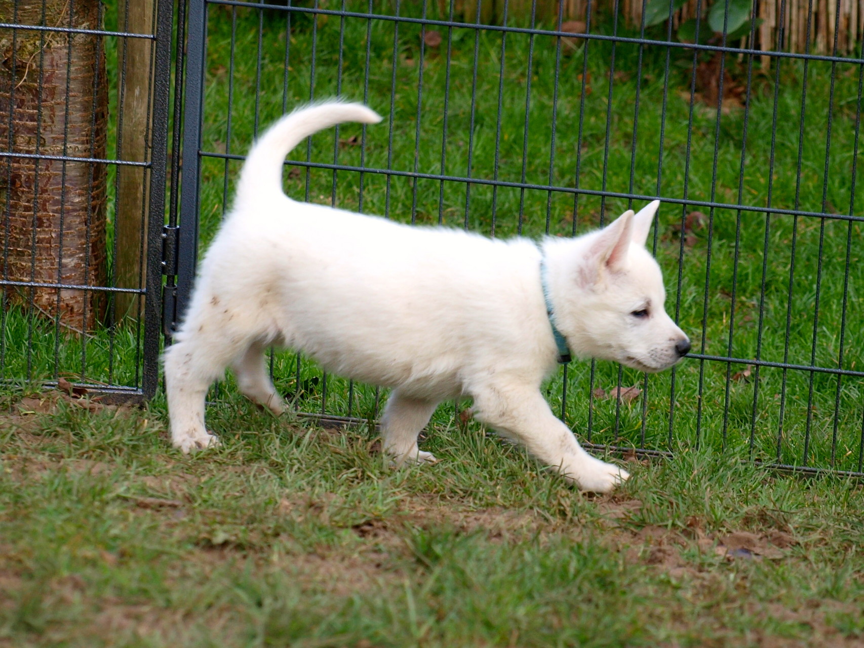 Wer ein richtiger Schäferhund werden will, muss sich anschleichen können