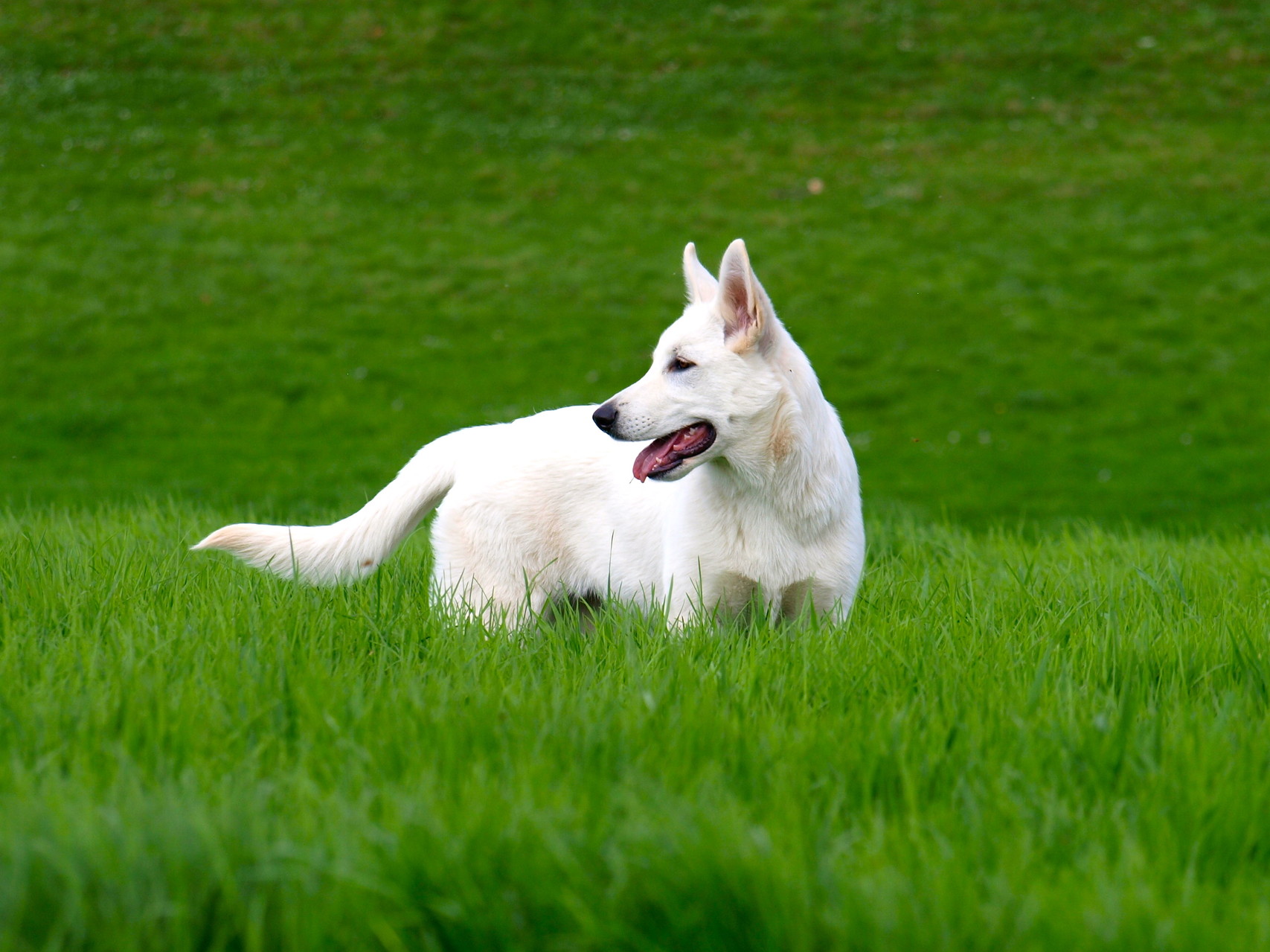 meine Prinzessin