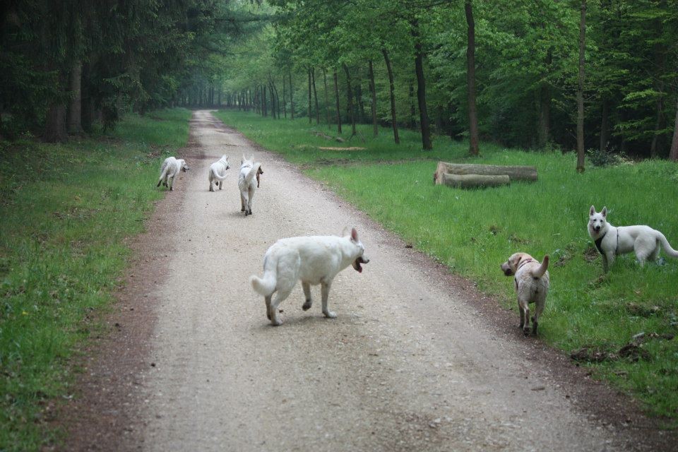 unendliche Weiten für die Hunde