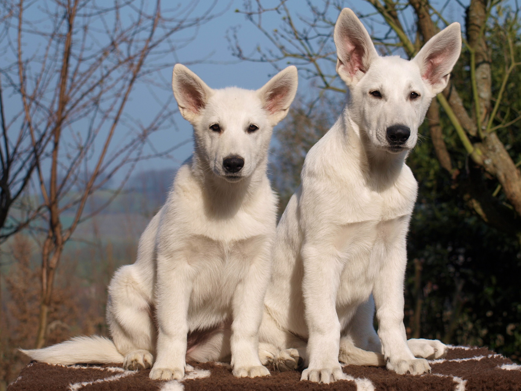 die kleine Milka und der große Cody - zwei, die sich mögen