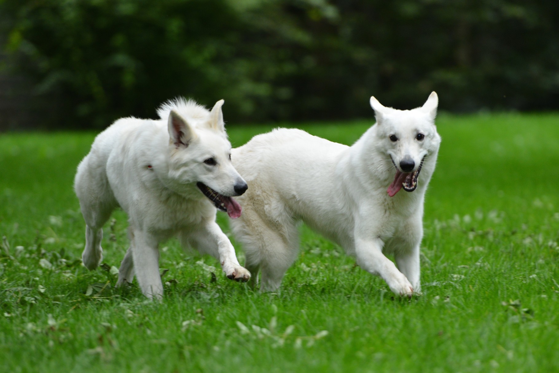 Aiyana und Milka beim Wettrennen