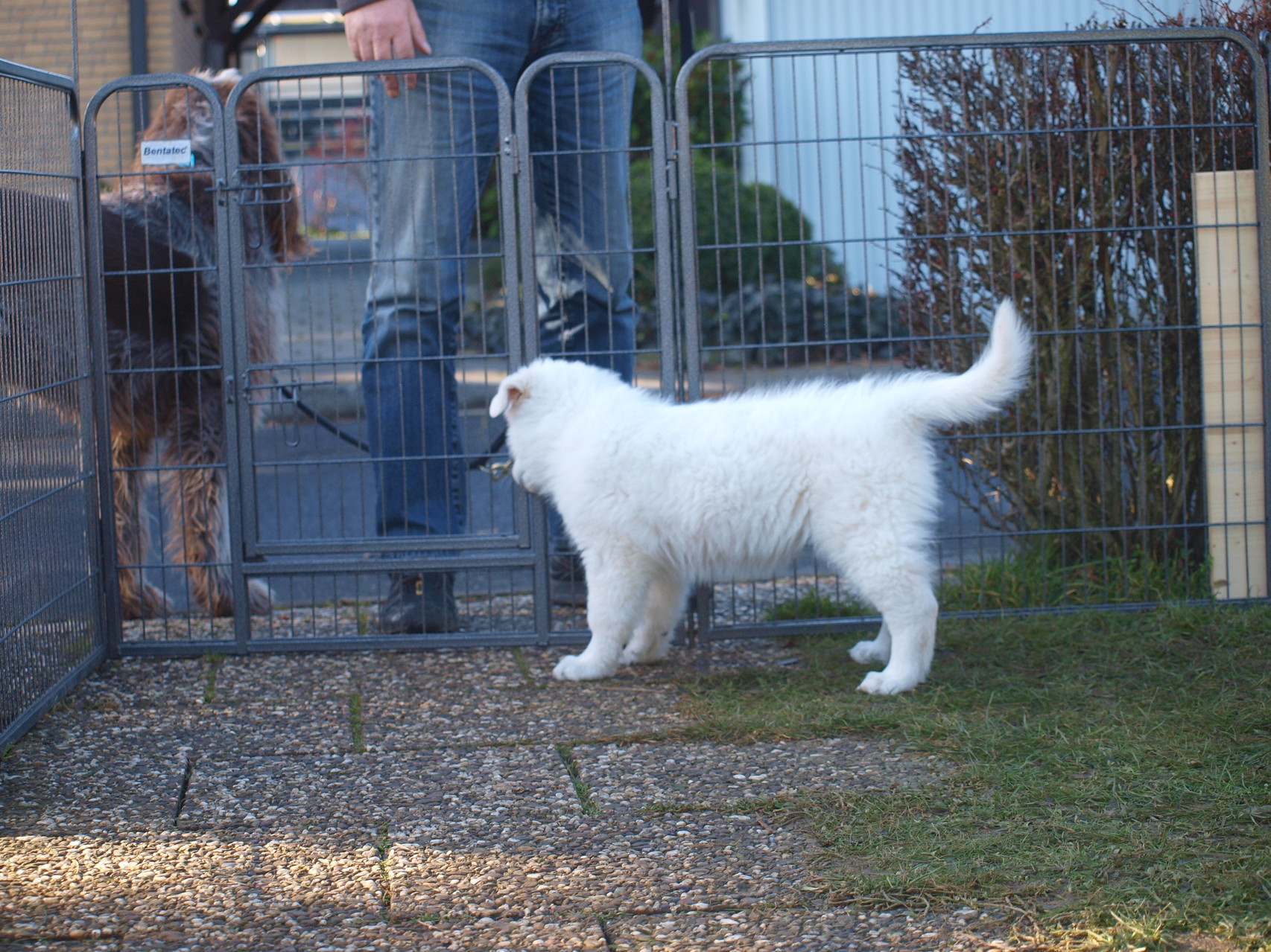 Fräulein Schaf begrüßt Camillo