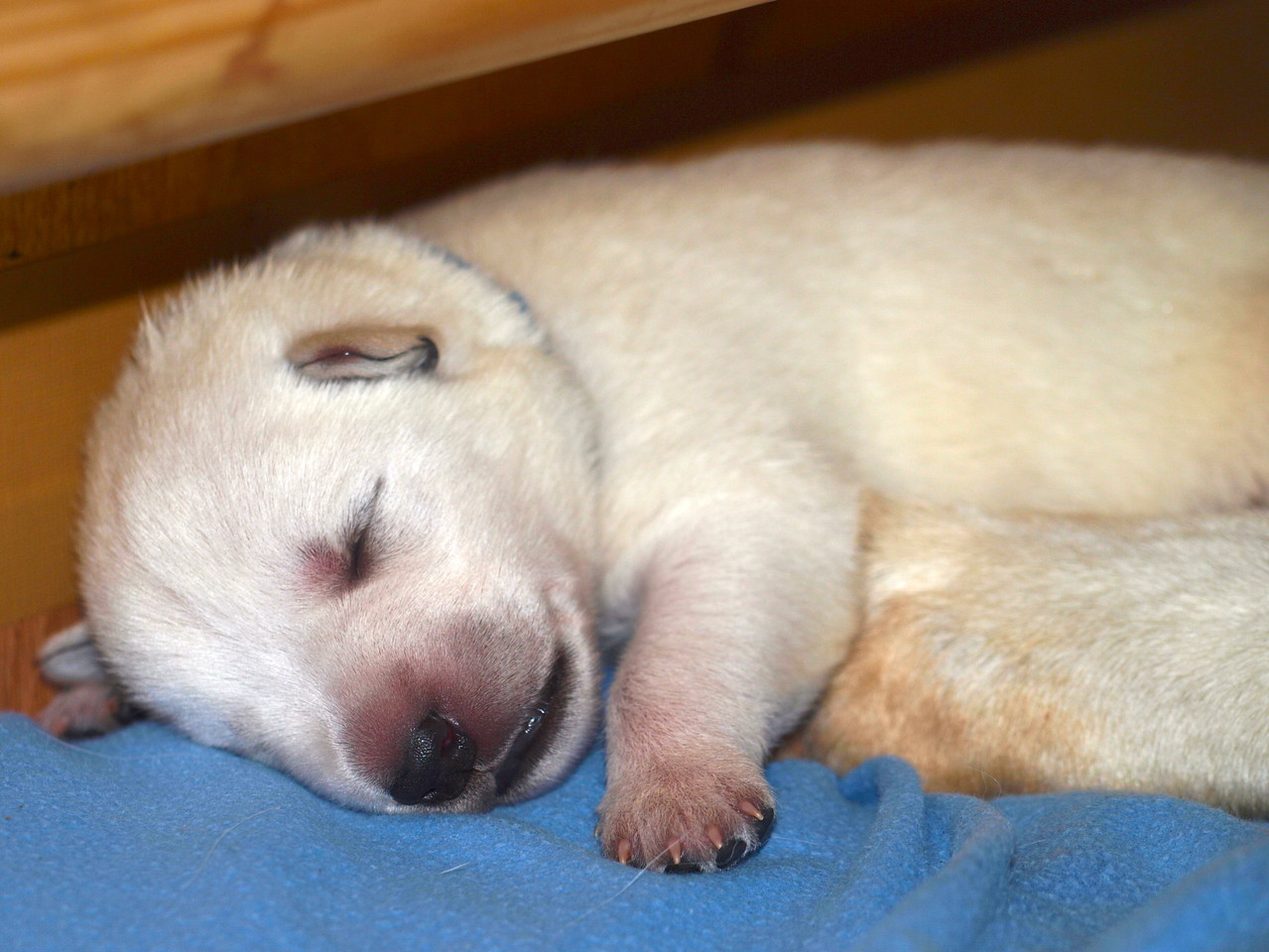 Unser Äffchen sucht Mamas Nähe