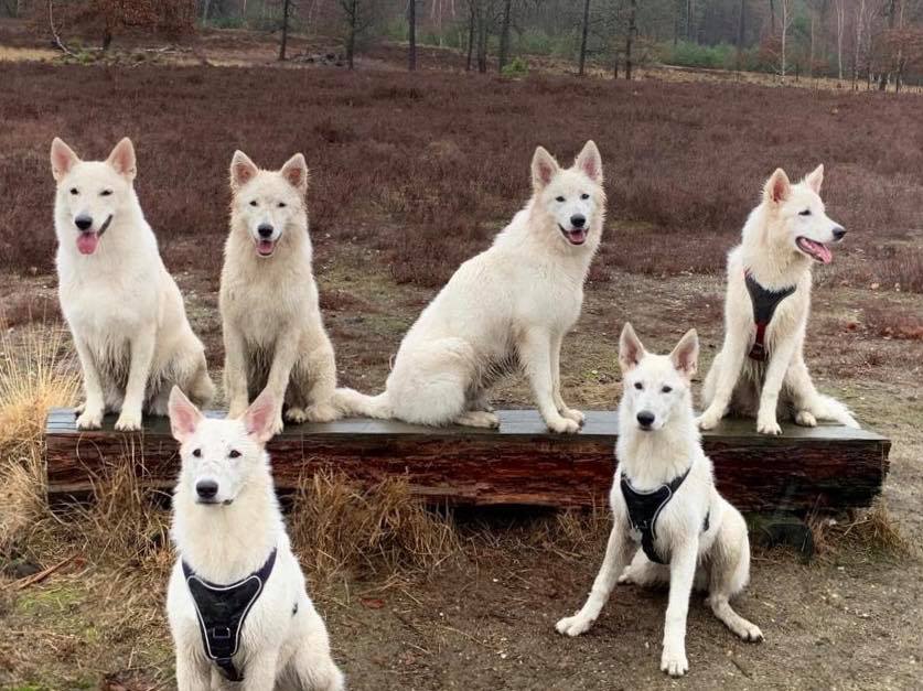 Milka und 5 ihrer Kinder aus dem C-Wurf