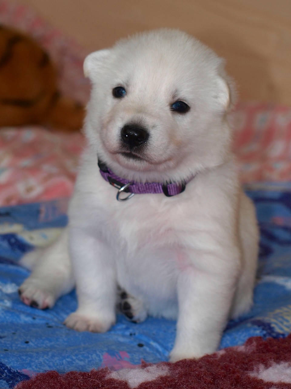 Miss Cutie