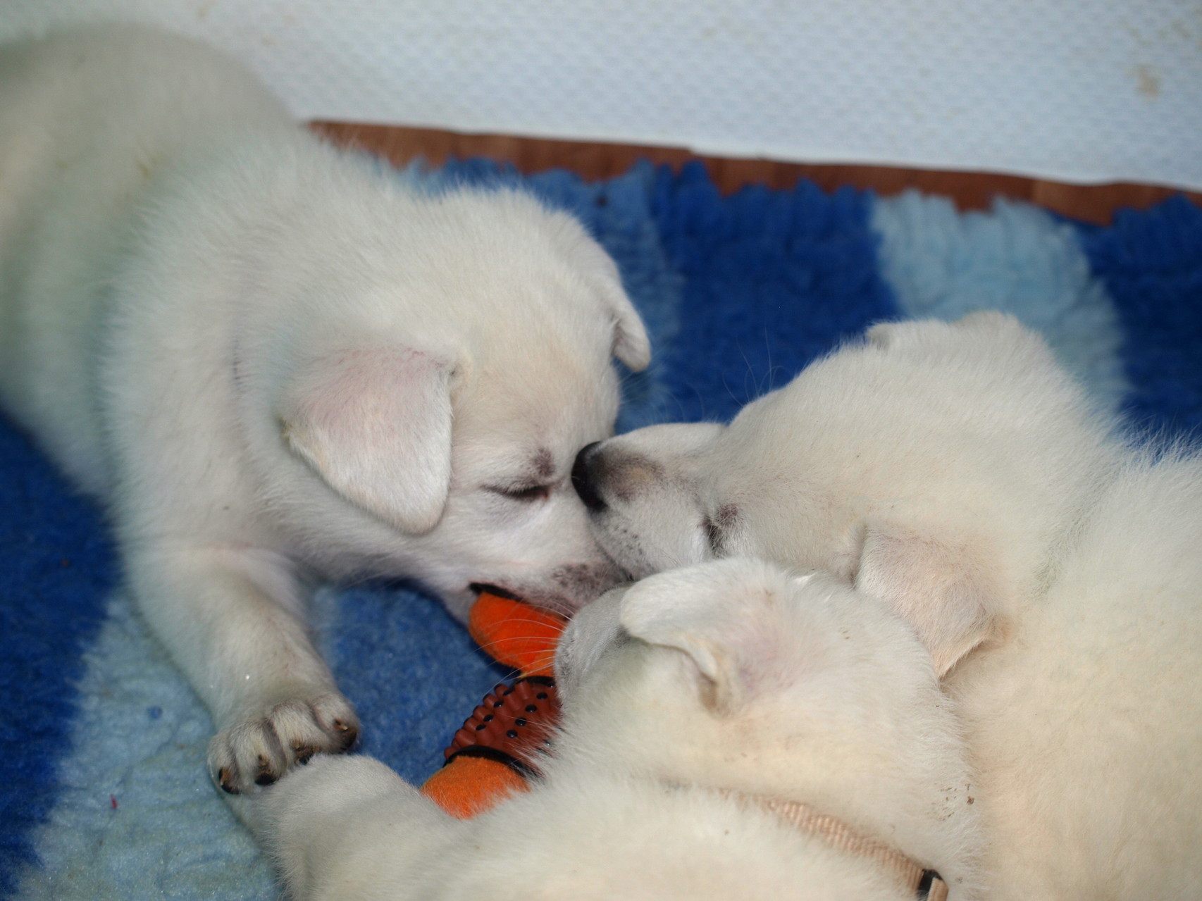 3 Angels und ein Spieli
