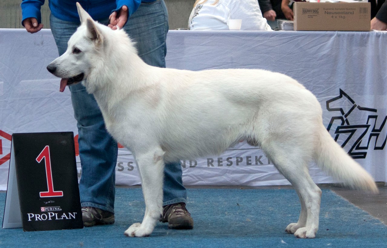 V1 bei der CACIB Hannover