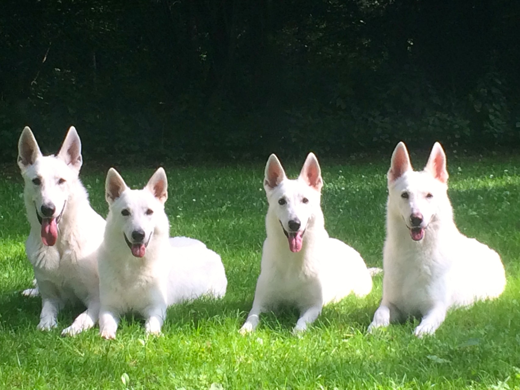 Cody, Milka, Arjuna, Gaia