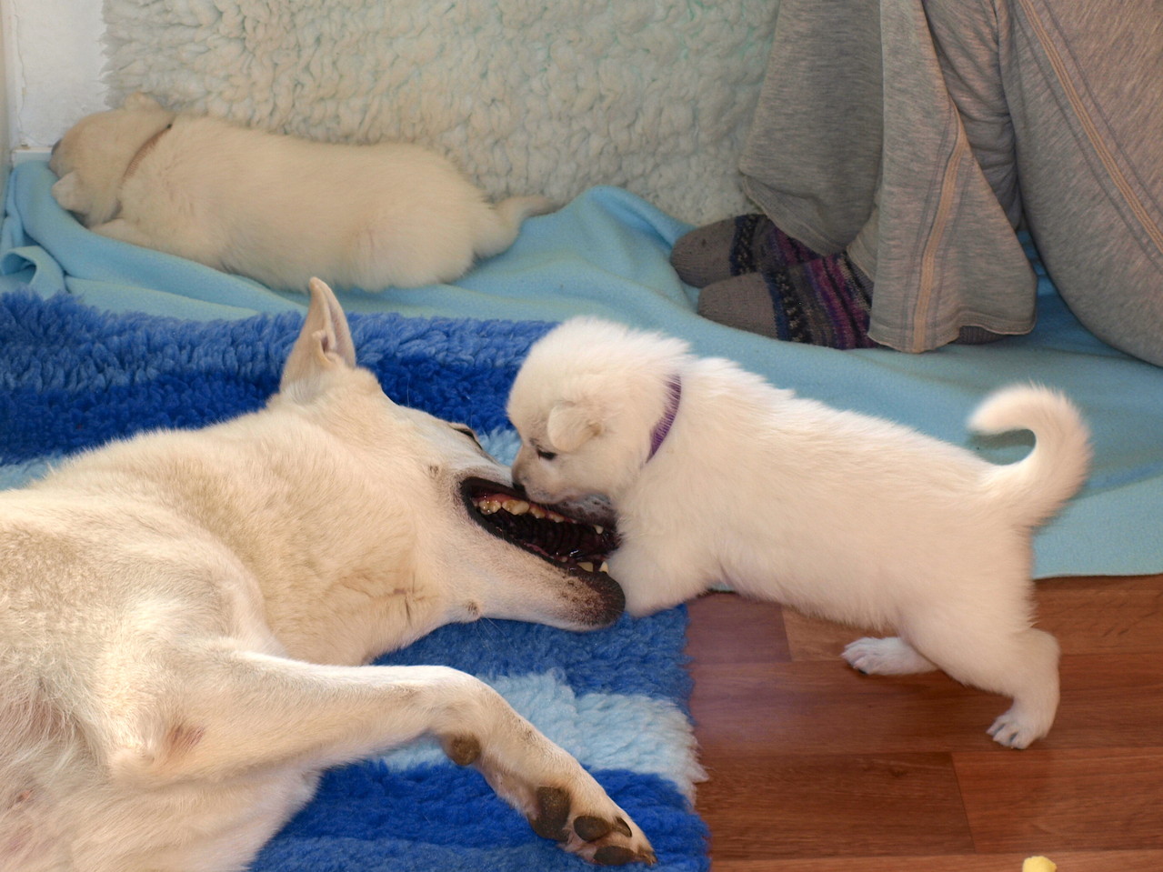 Arjuna und Fräulein Delfin