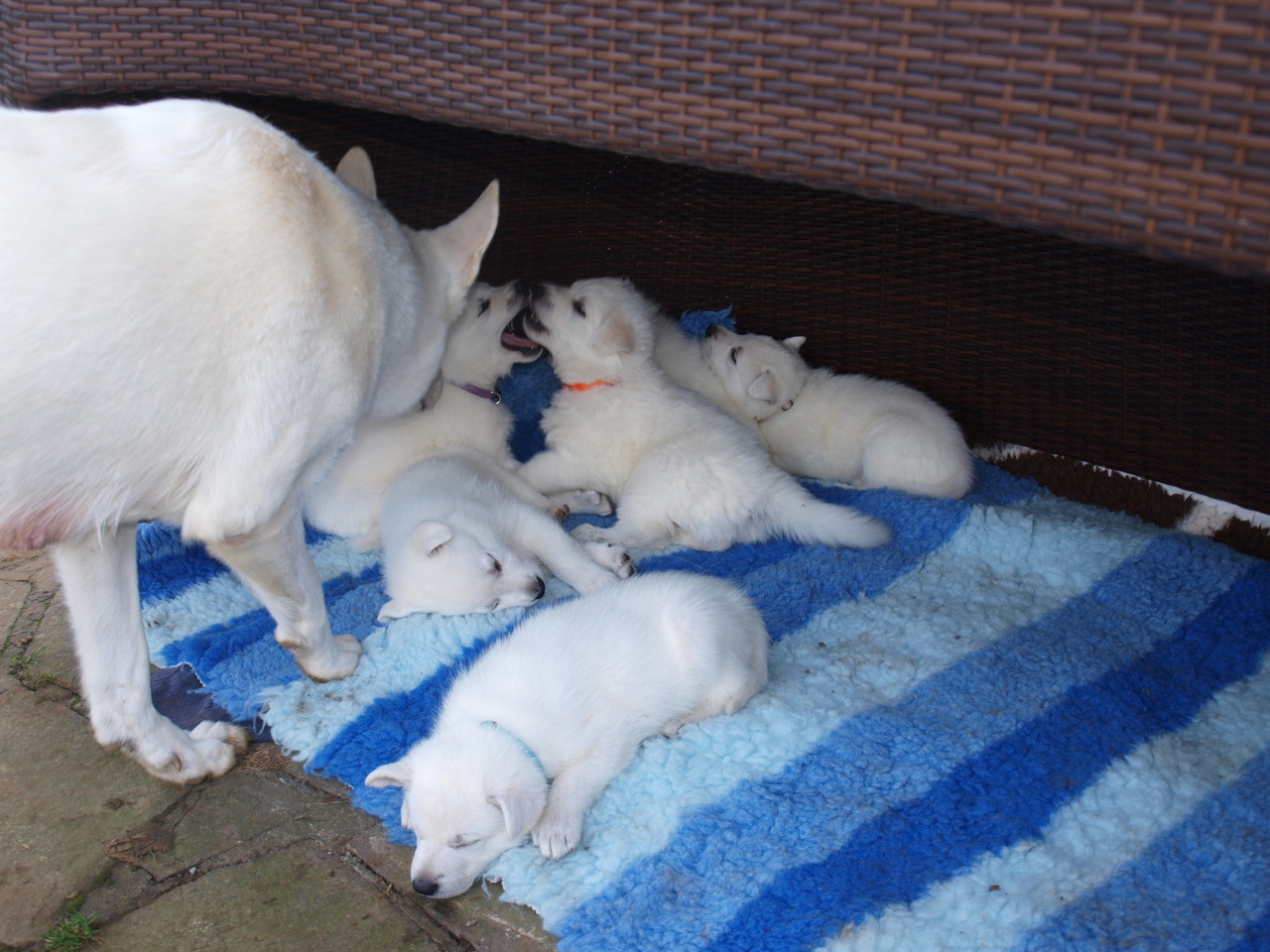 Mama schaut nach den Kleinen