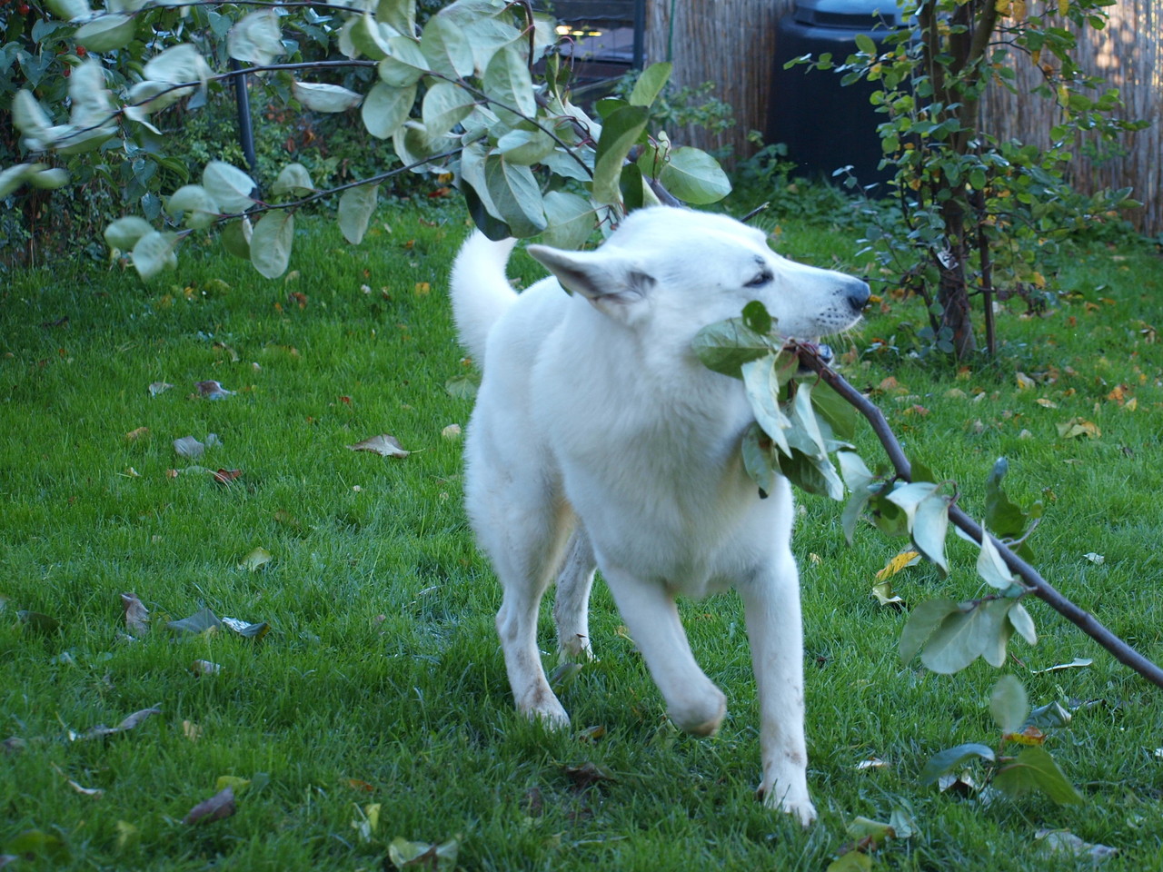 Puh, welch ein widerspenstiger Baum