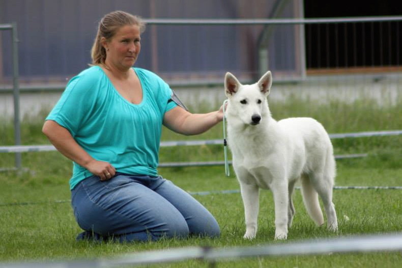 6 Monate - bei einer Spezialausstellung für Weiße Schweizer Schäferhunde