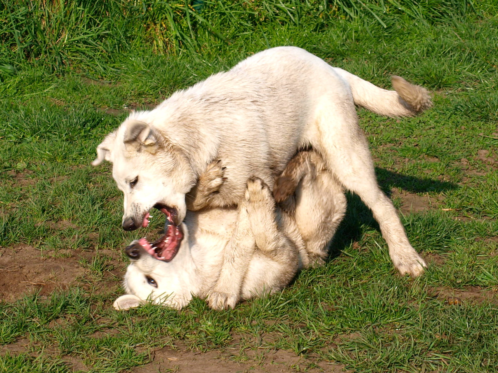 Toben mit Schwester Abey