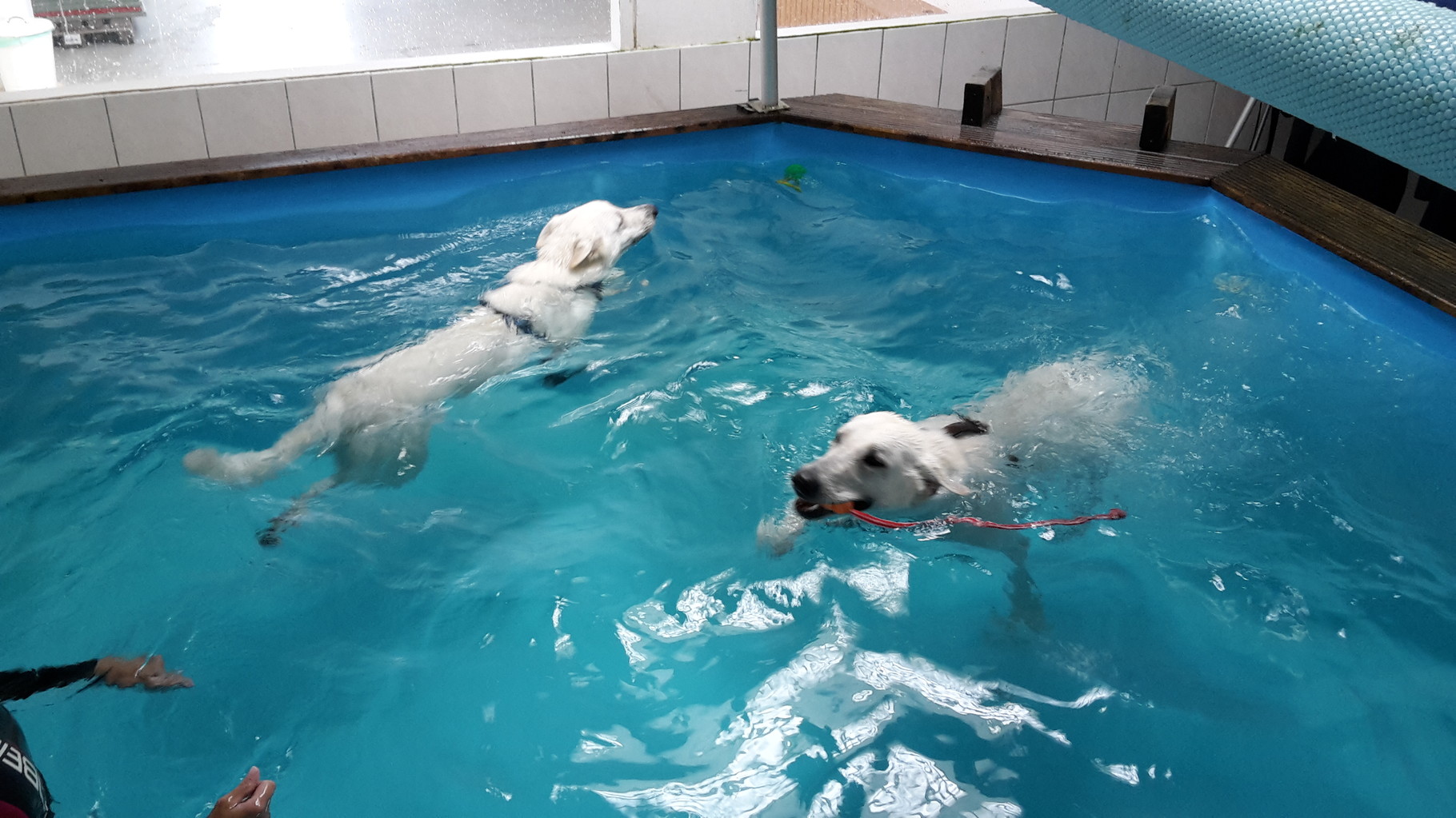 Milka und Cody...