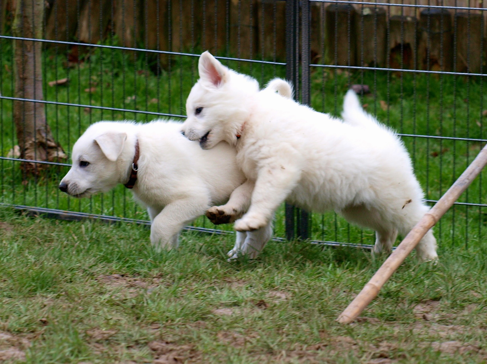 Schäferhundspiele ;-)