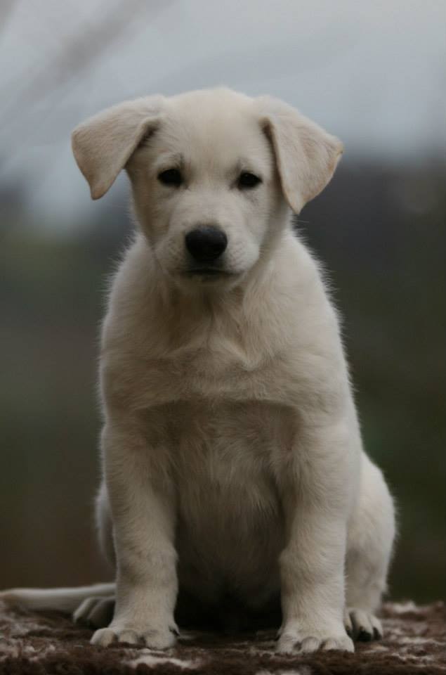 Cody, 7,5 Wochen